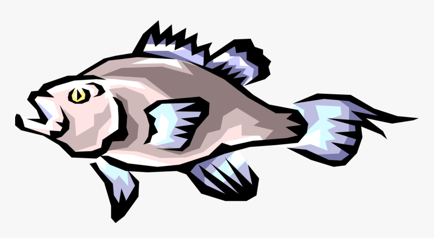 Vector Illustration Of Freshwater Gamefish Fish - Paratenic Host, HD Png Download