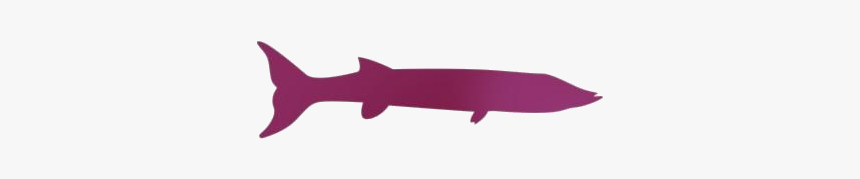 Transparent Barracuda Fish Vector - Illustration, HD Png Download
