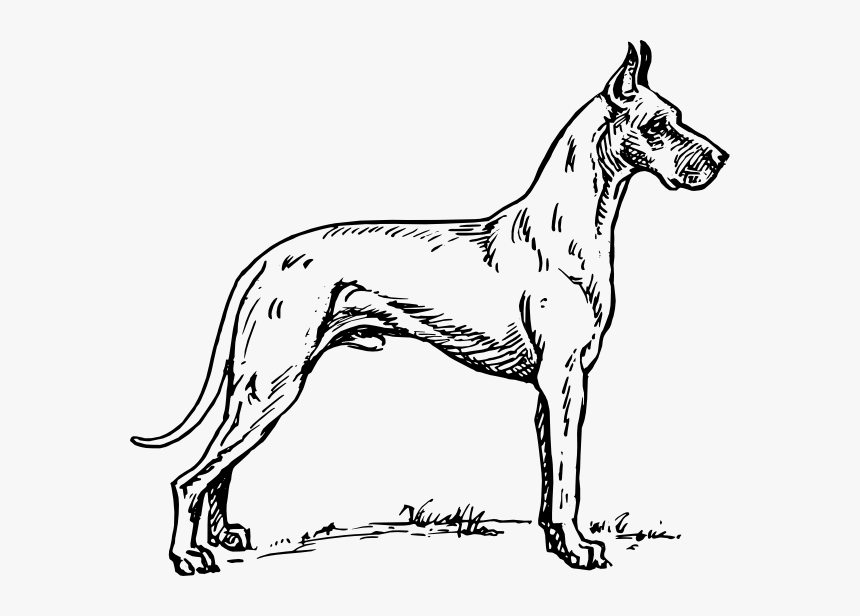 Great Dane Svg Clip Arts - Sketches Of Great Dane, HD Png Download