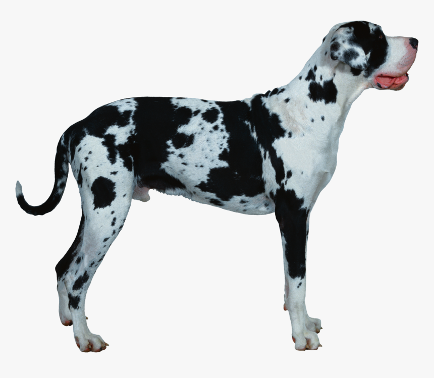 Transparent Great Dane Png - Gran Danés Png, Png Download