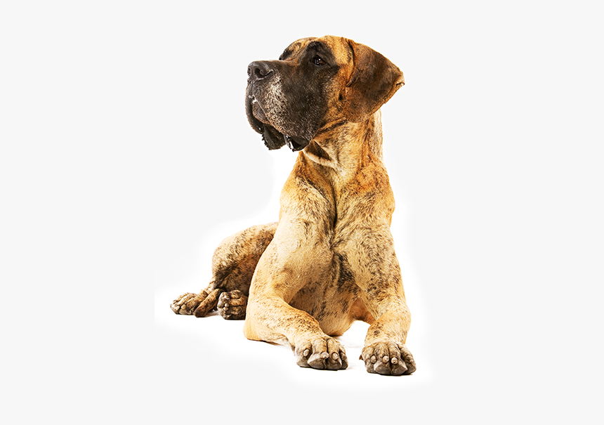 Dog Yawns, HD Png Download