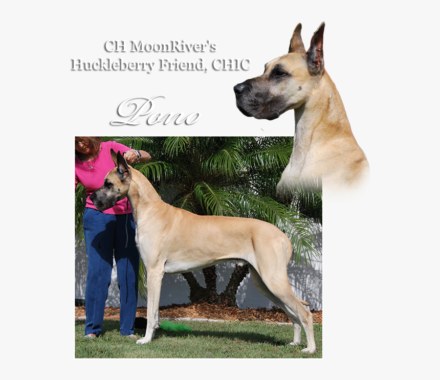 Ch Moonriver S Huckleberry Friend - Great Dane, HD Png Download