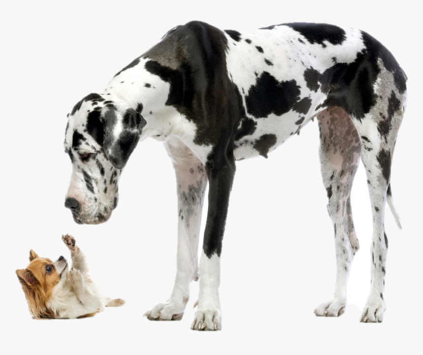 Big And Small Dog, HD Png Download , Transparent Png Image - PNGitem