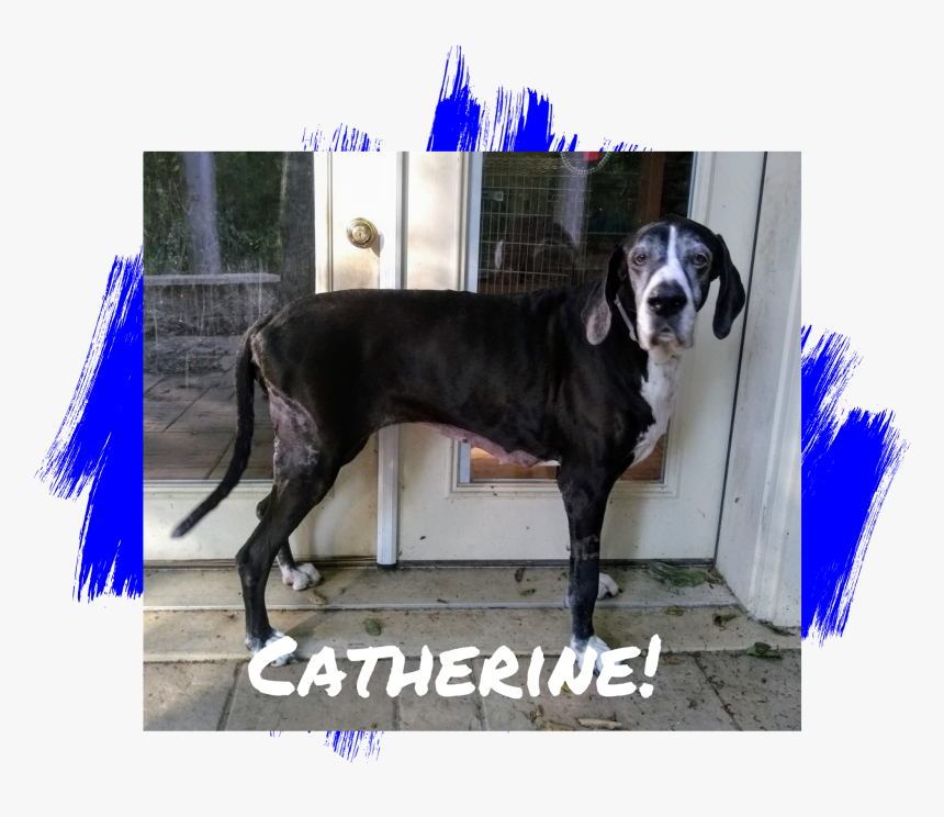 Dog - Great Dane, HD Png Download