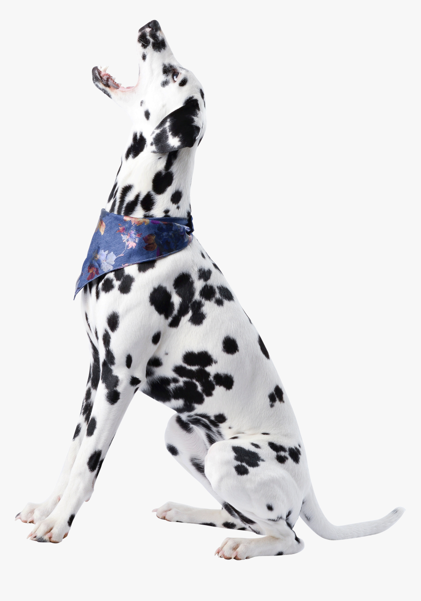 Dog, HD Png Download