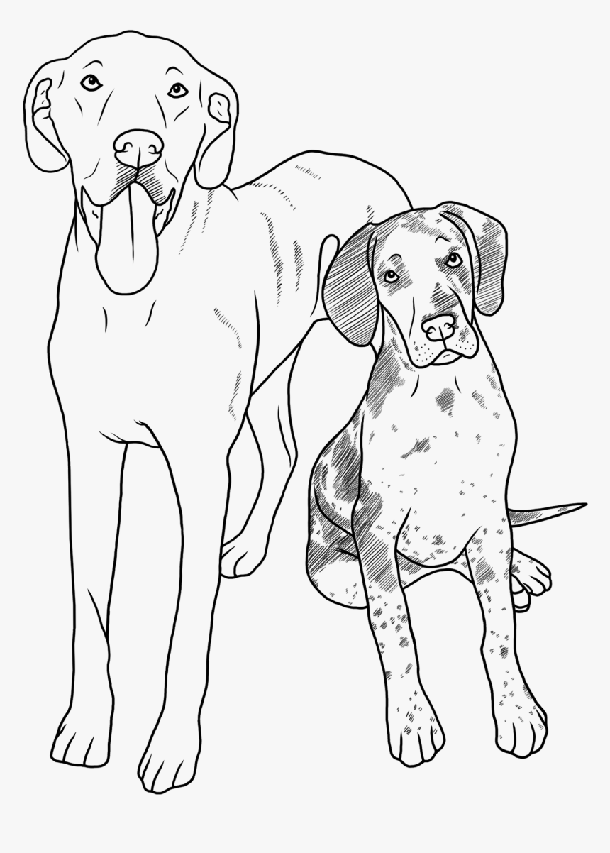 Transparent Great Dane Png - Great Dane Line Art, Png Download