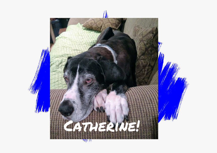 Dog - Great Dane, HD Png Download