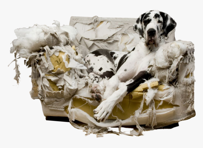 Greatdanecouch - Dog Chews Up House, HD Png Download