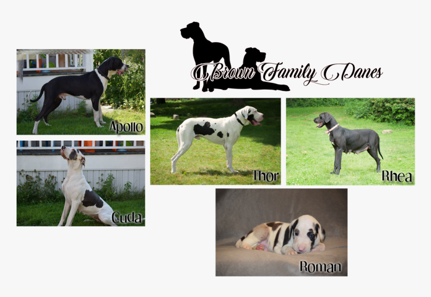 Picture - Great Dane, HD Png Download