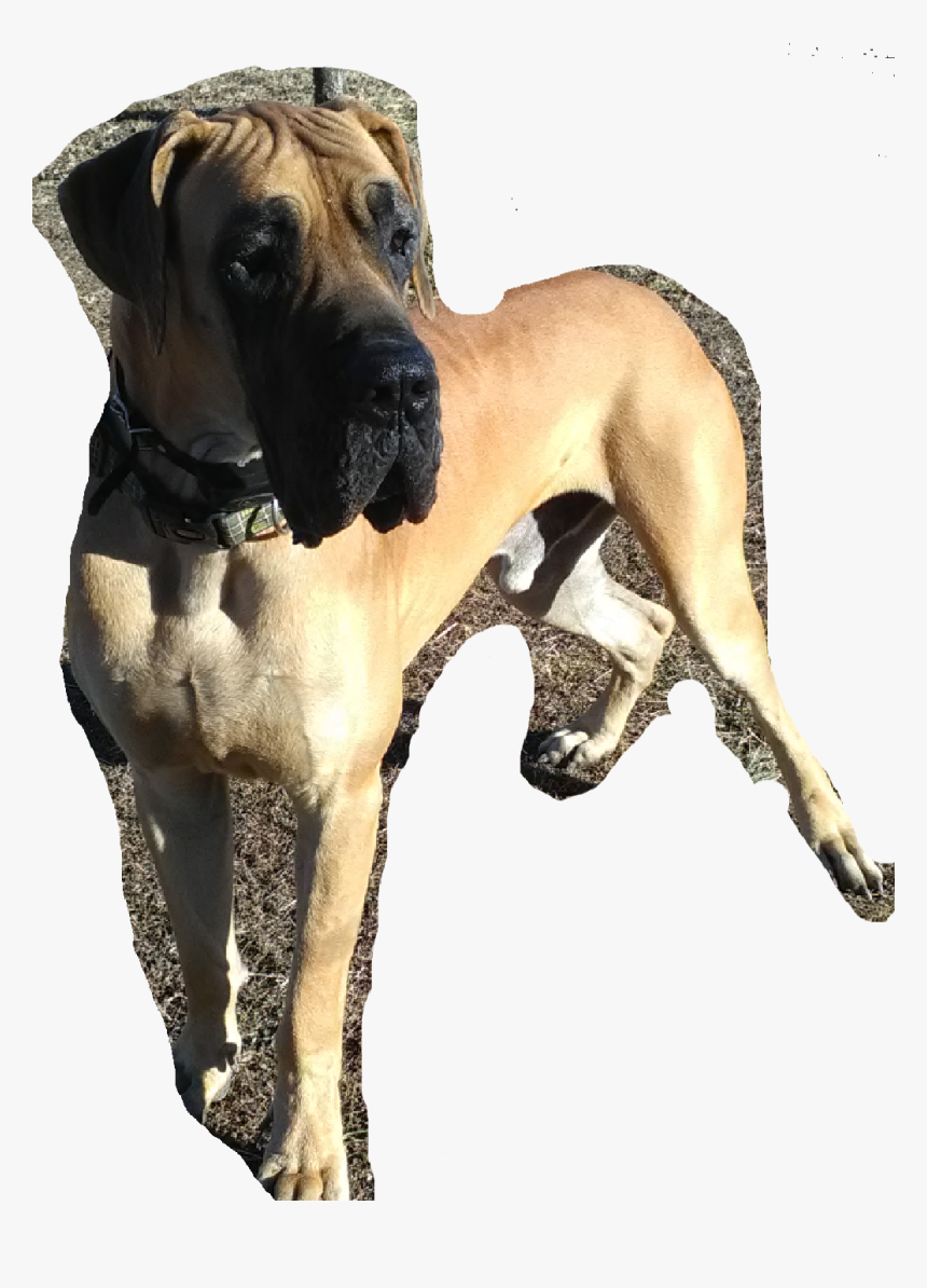 Great Dane, HD Png Download , Transparent Png Image - PNGitem