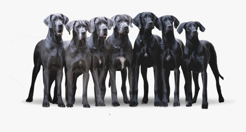 Longdog, HD Png Download