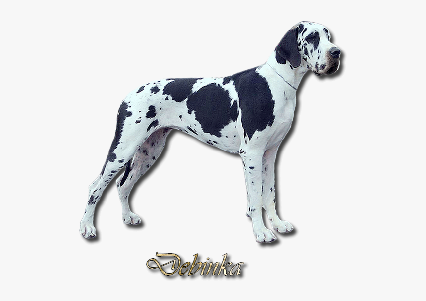 Debinka Na Web - Great Dane, HD Png Download