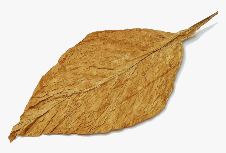 is loose leaf tobacco better than cigarettes cigarette implies the existence of a much larger “cigar” is loose leaf tobacco better than cigarettes cigarette implies the existence of a much larger “cigar”
