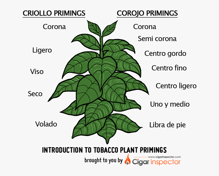 Tobacco Plant, HD Png Download