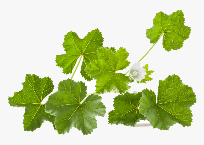 White Mallow Leaves, HD Png Download