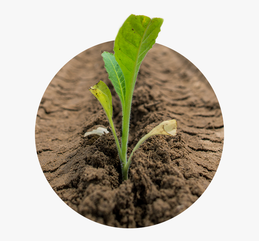 Plant Stem, HD Png Download