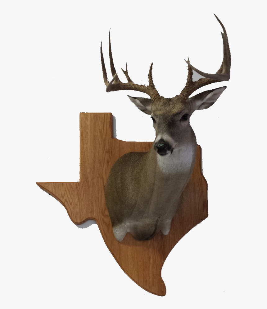 White Tail Deer - Elk, HD Png Download