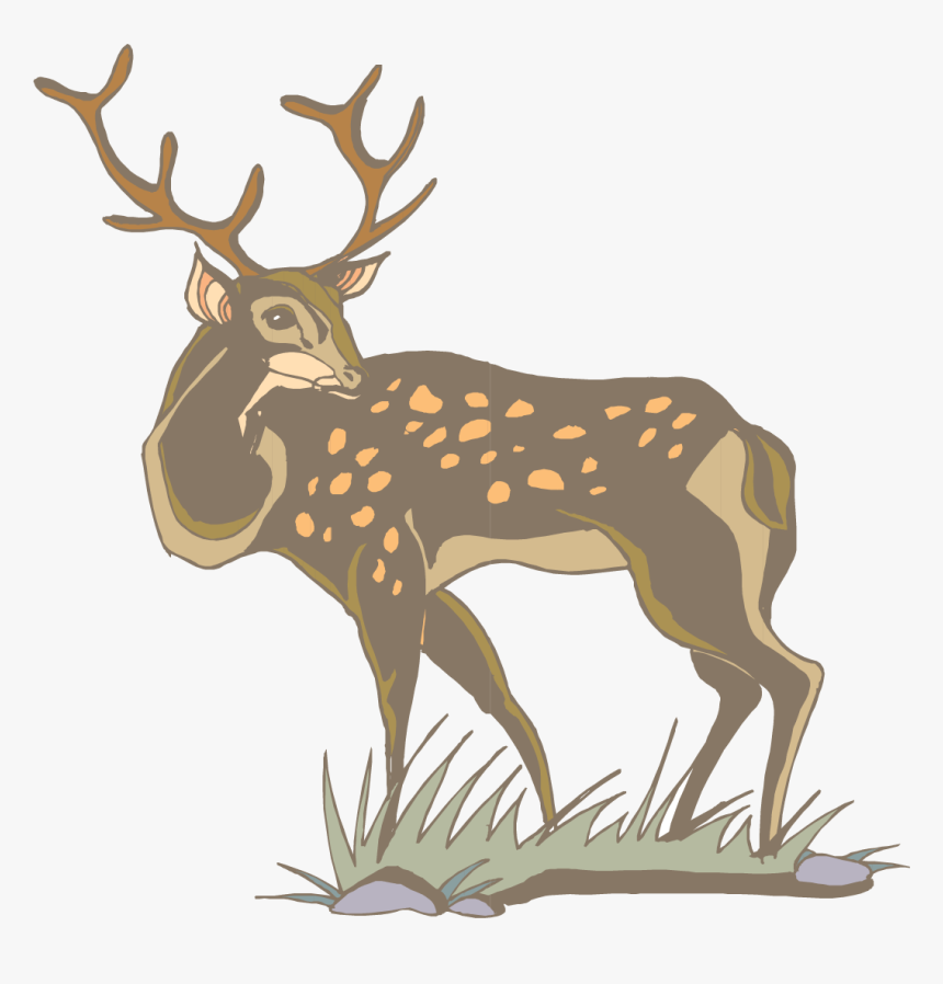 Transparent Whitetail Deer Png - White Tailed Deer Clipart Gif, Png Download