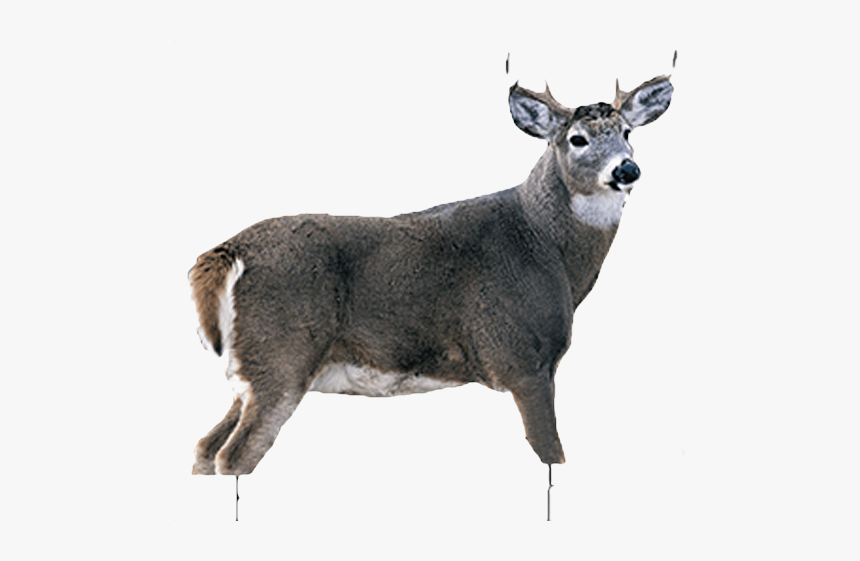 White Tail Buck, HD Png Download