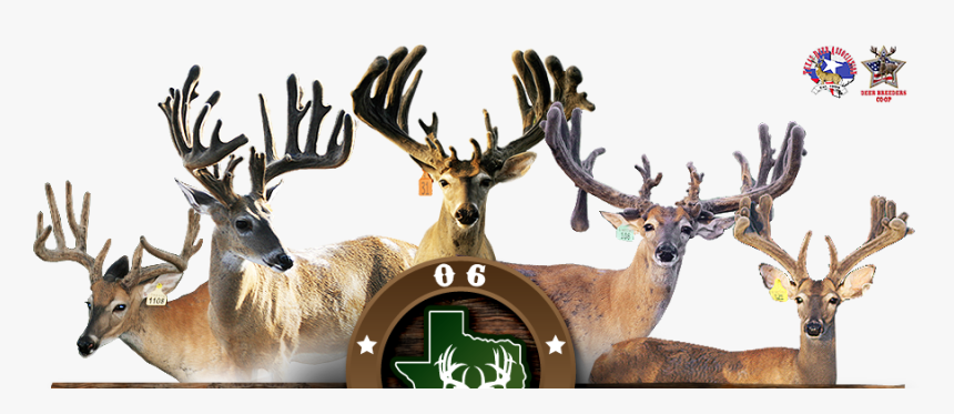 Reindeer, HD Png Download