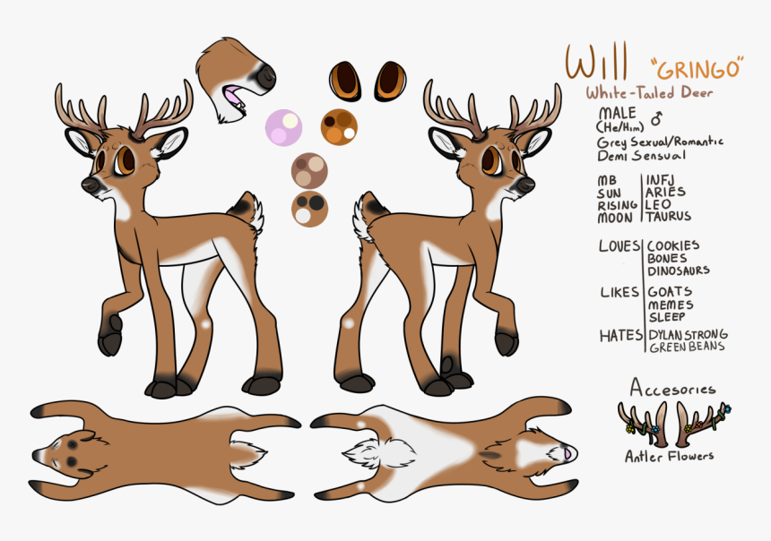 Transparent Whitetail Deer Clipart - Cartoon, HD Png Download