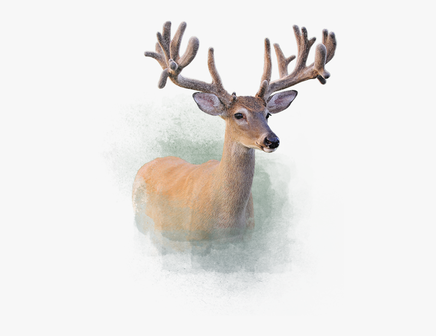 Deer - Elk, HD Png Download