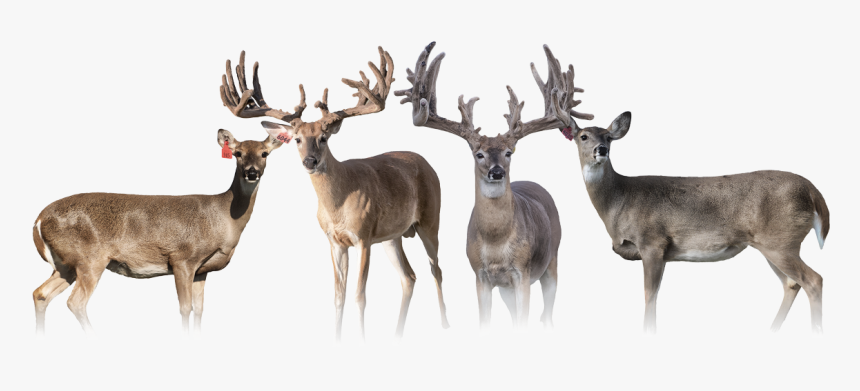 Elk, HD Png Download