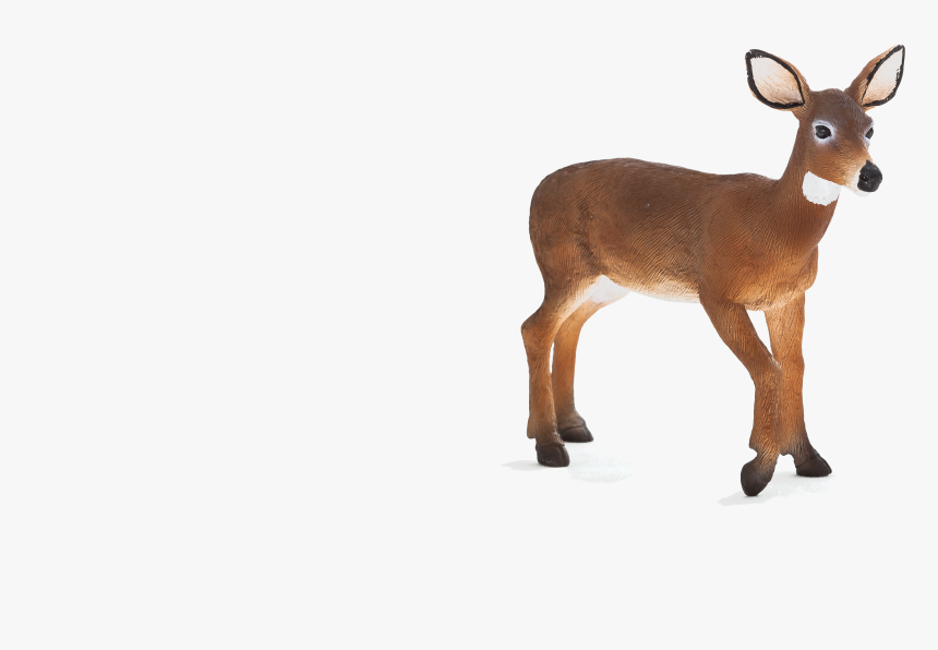 Deer, HD Png Download