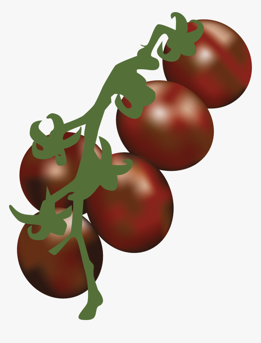 Transparent Tomatoe Clipart - Illustration, HD Png Download