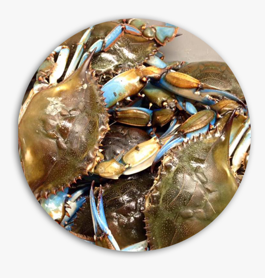 Fresh Blue Crabs Daily - Dungeness Crab, HD Png Download