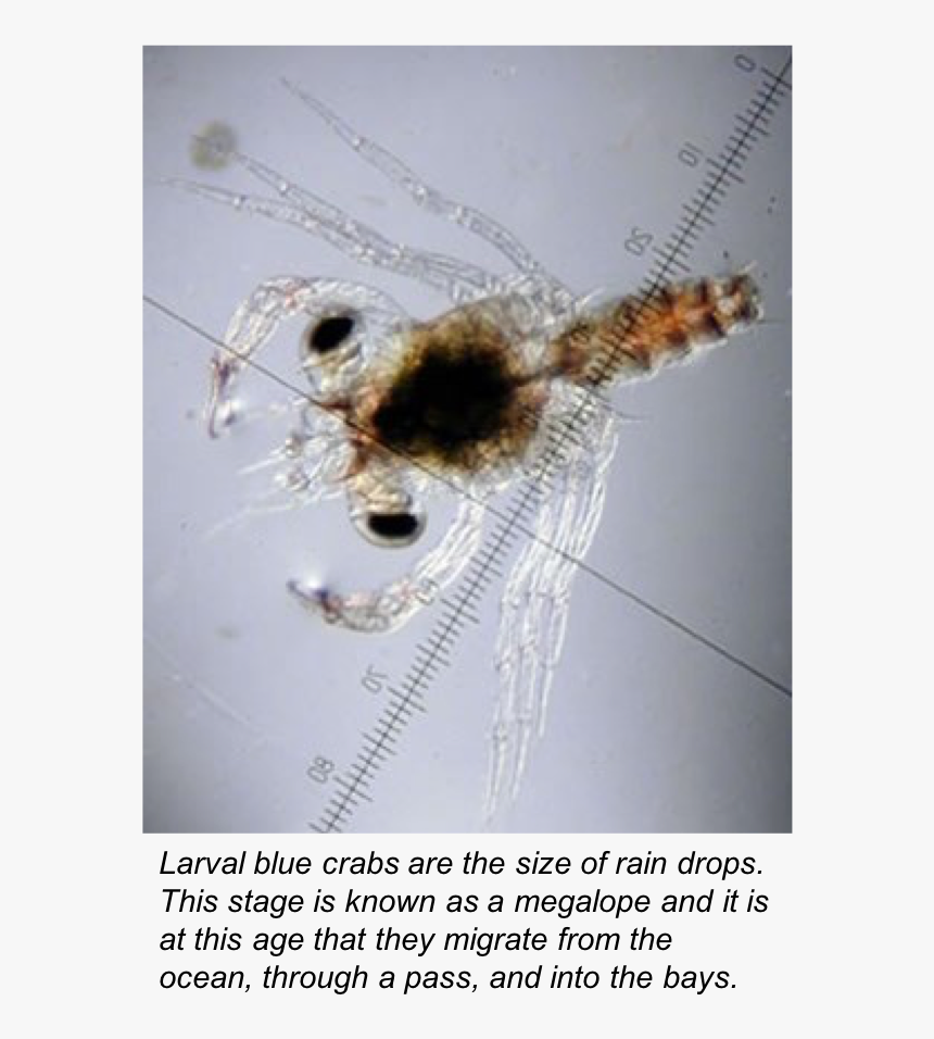 Bluecrab - Blue Crab Larvae, HD Png Download