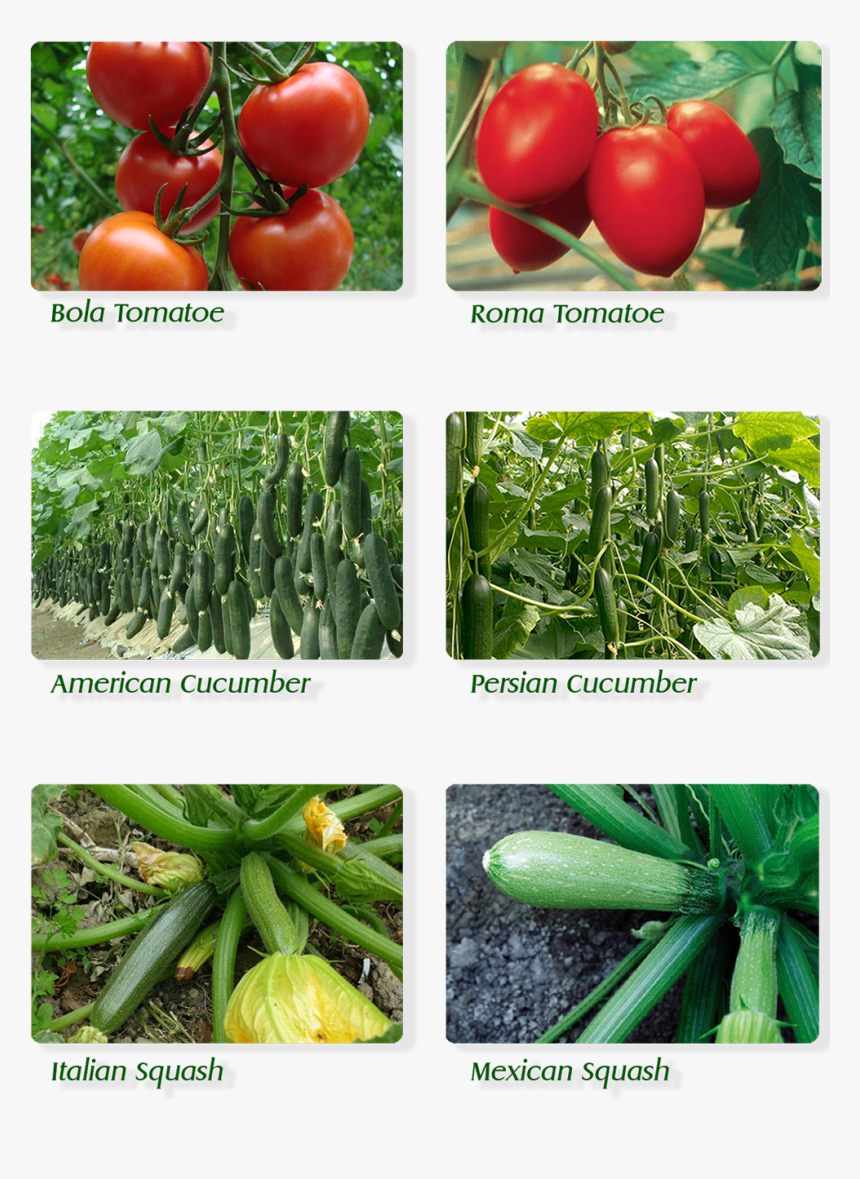 Cherry Tomatoes, HD Png Download