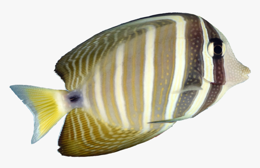 Transparent Ric Flair Woo Png - Pomacanthidae, Png Download