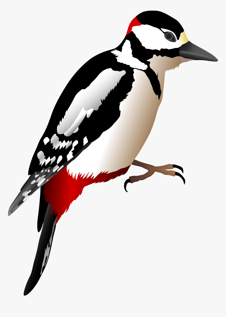 Woodpecker Transparent, HD Png Download