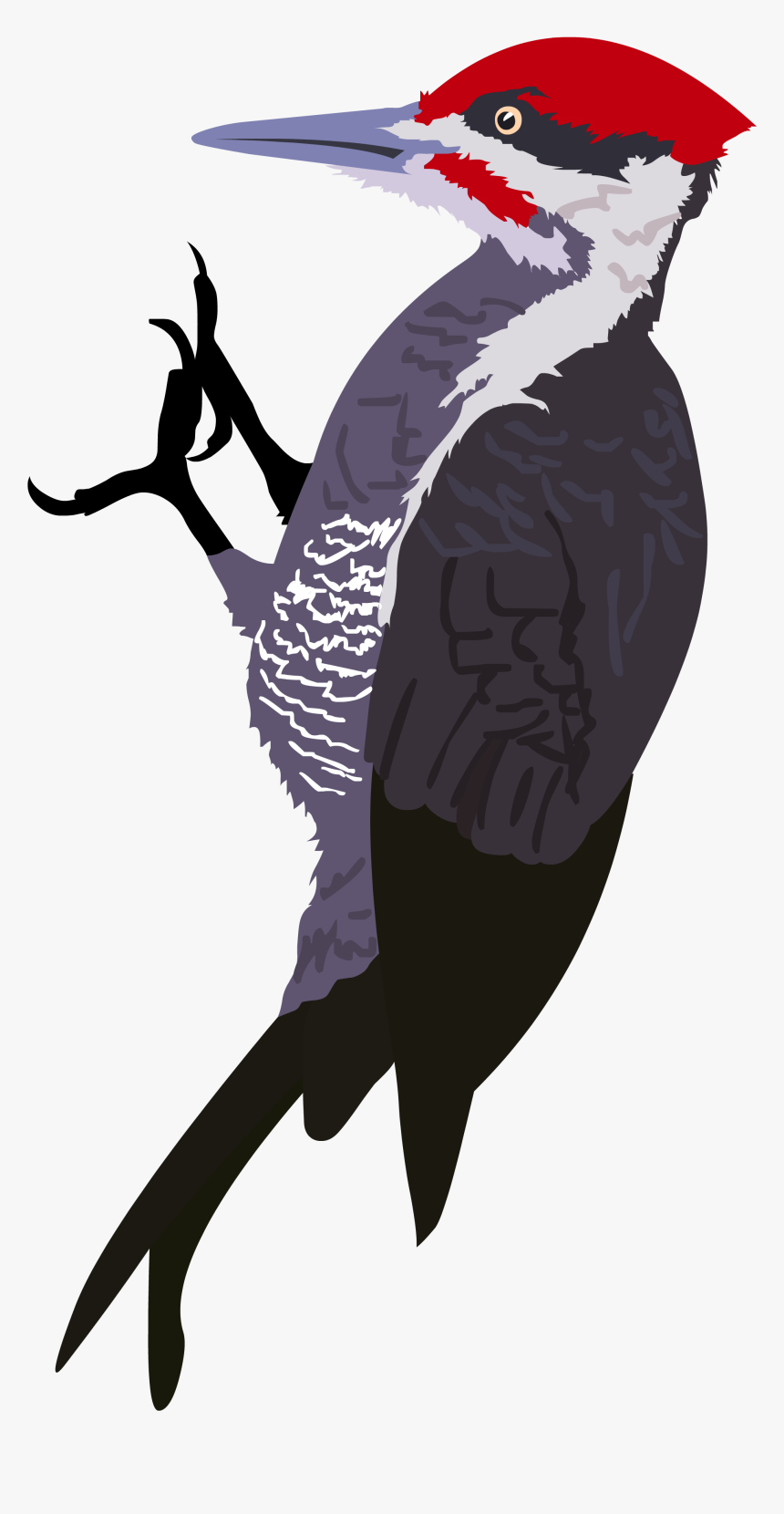 Woodpecker Png, Transparent Png