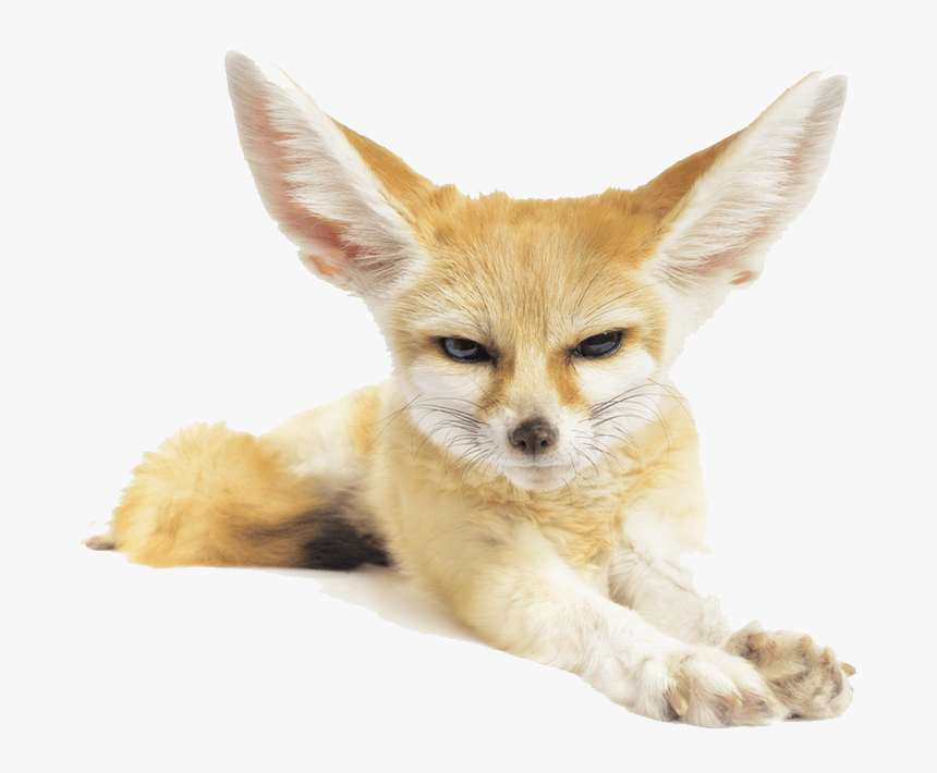 Download Fennec Fox Png Pic - Clipart Fennec Fox Transparent Background, Png Download