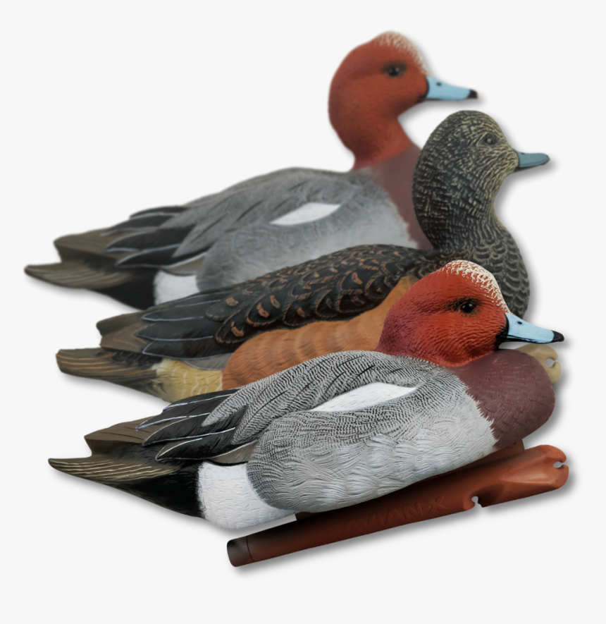 Home / Decoys / Duck Hunting Decoys - Avian X Wigeon Duck Decoys, HD Png Download