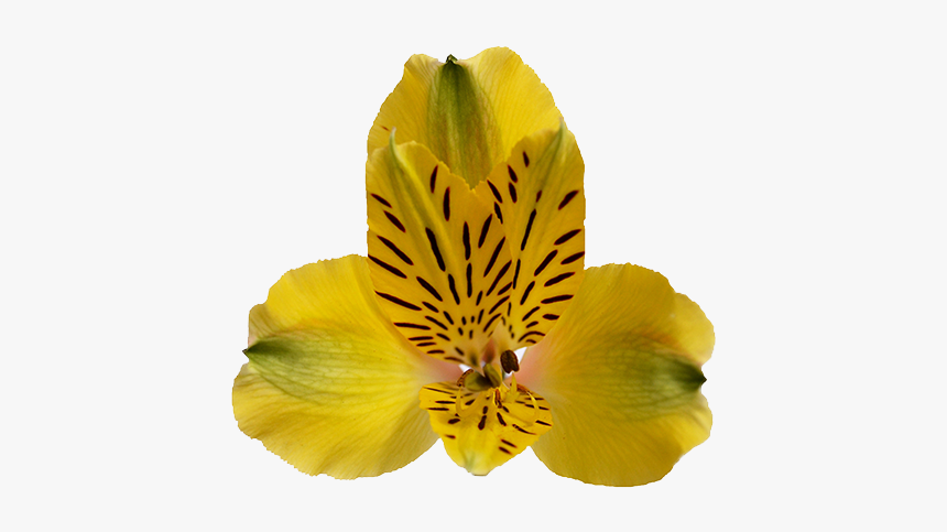 Peruvian Lily, HD Png Download