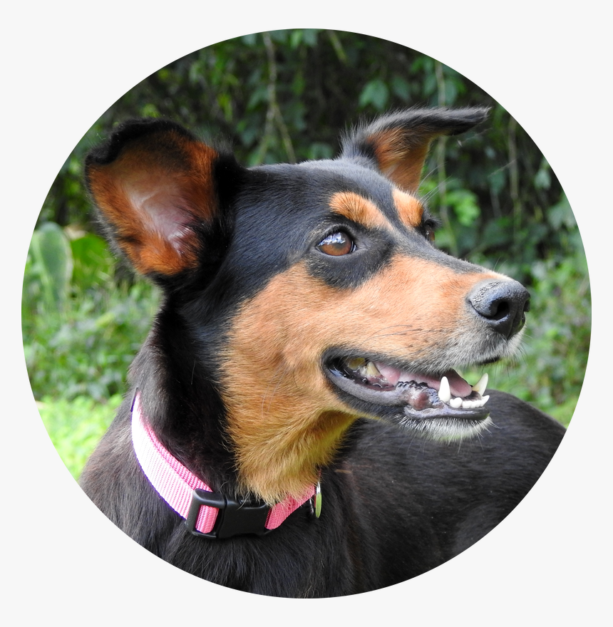 Companion Dog, HD Png Download