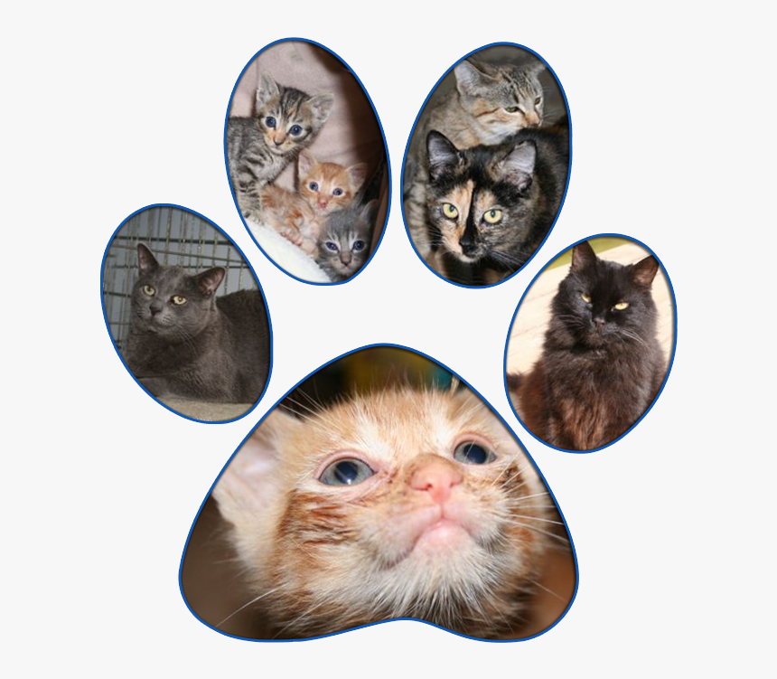 Cats - Asian, HD Png Download