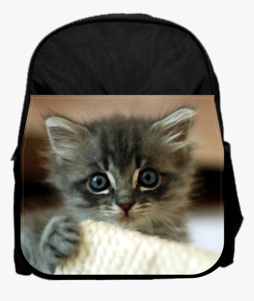 Cute Kitten - Kittens Tampa, HD Png Download