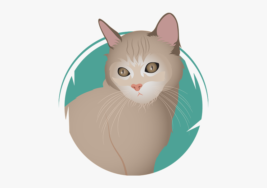 Shakira - American Wirehair, HD Png Download