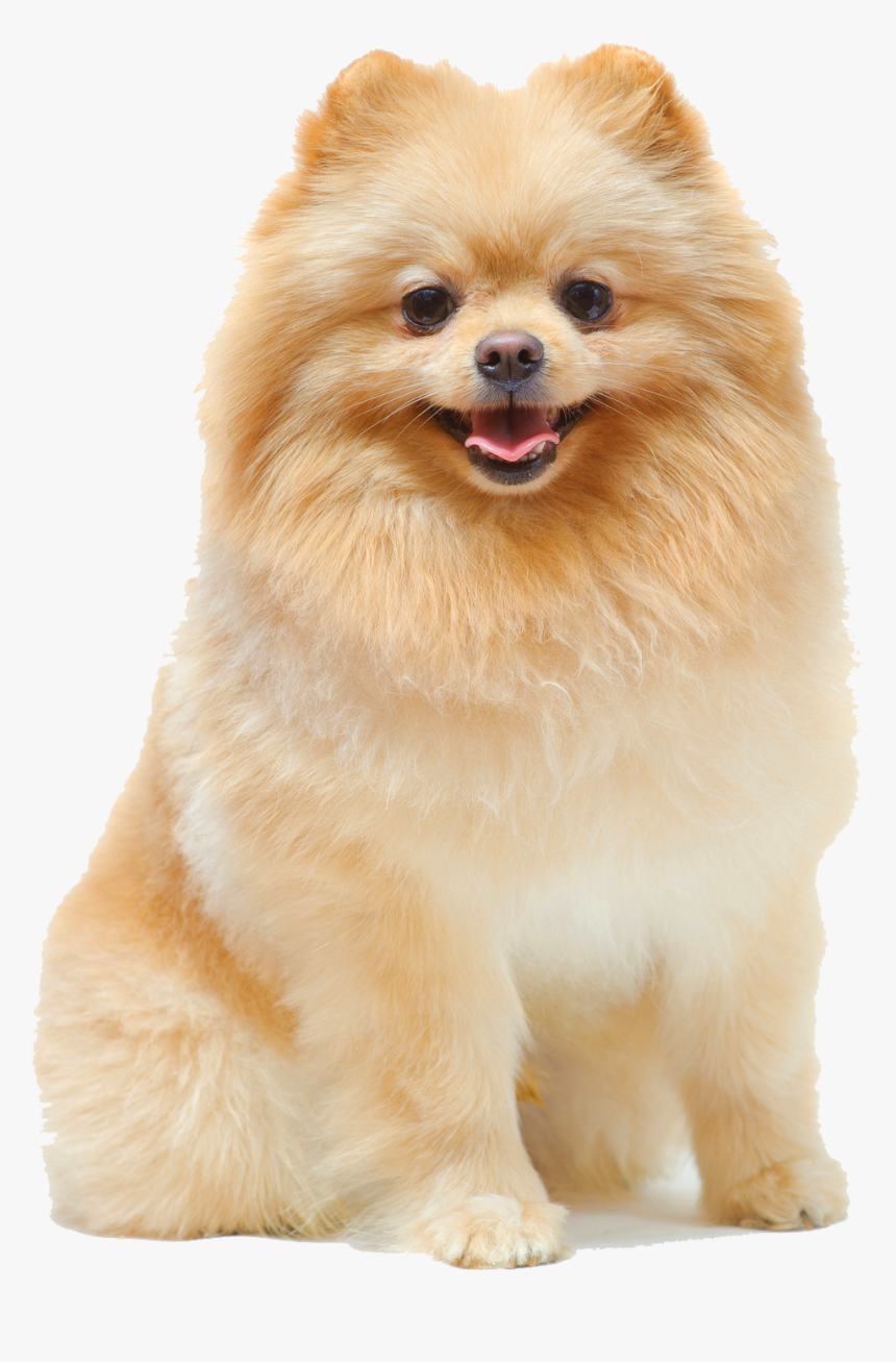 Transparent Pomeranian Png - Female Pomeranian Dog, Png Download
