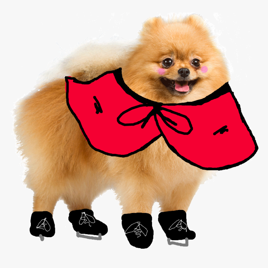 Transparent Pomeranian Png - Transparent Pomeranian, Png Download
