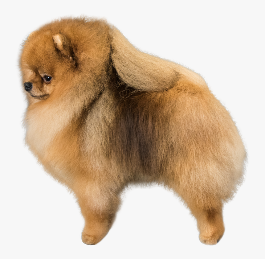 Transparent Pomeranian Clipart - Pomeranian, HD Png Download