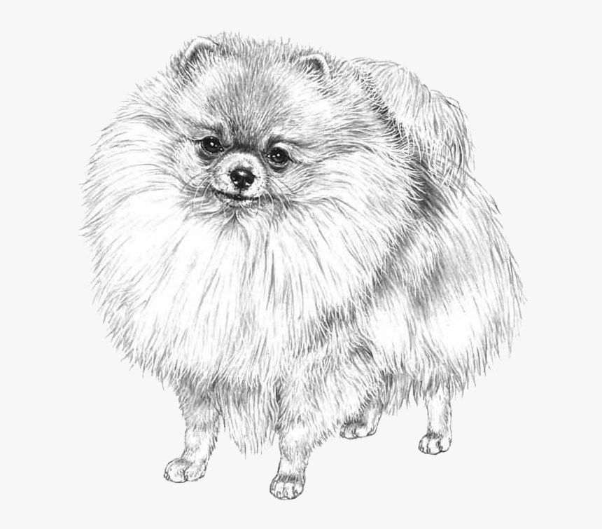 White Pomeranian On Transparent Background, HD Png Download