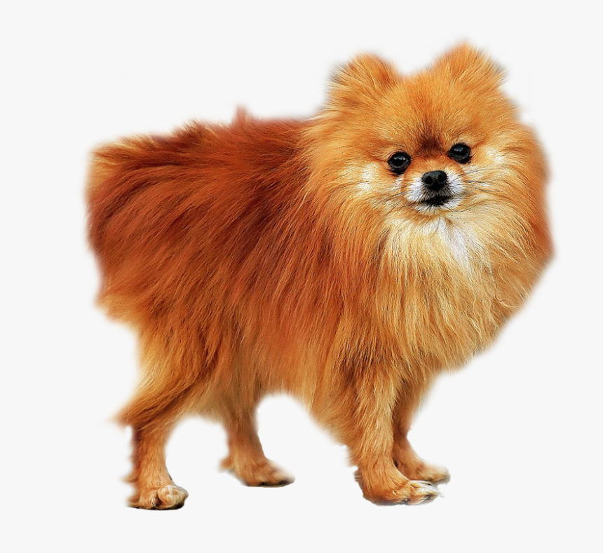 Pomeranian , Png Download - Papillon Vs Pomeranian, Transparent Png