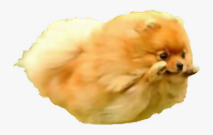 #dog #pomeranian #jump #fly #cute #kawaii #angel #freetoedit - Flying Pomeranian, HD Png Download