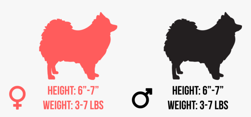 Golden Retrievers Size And Height, HD Png Download