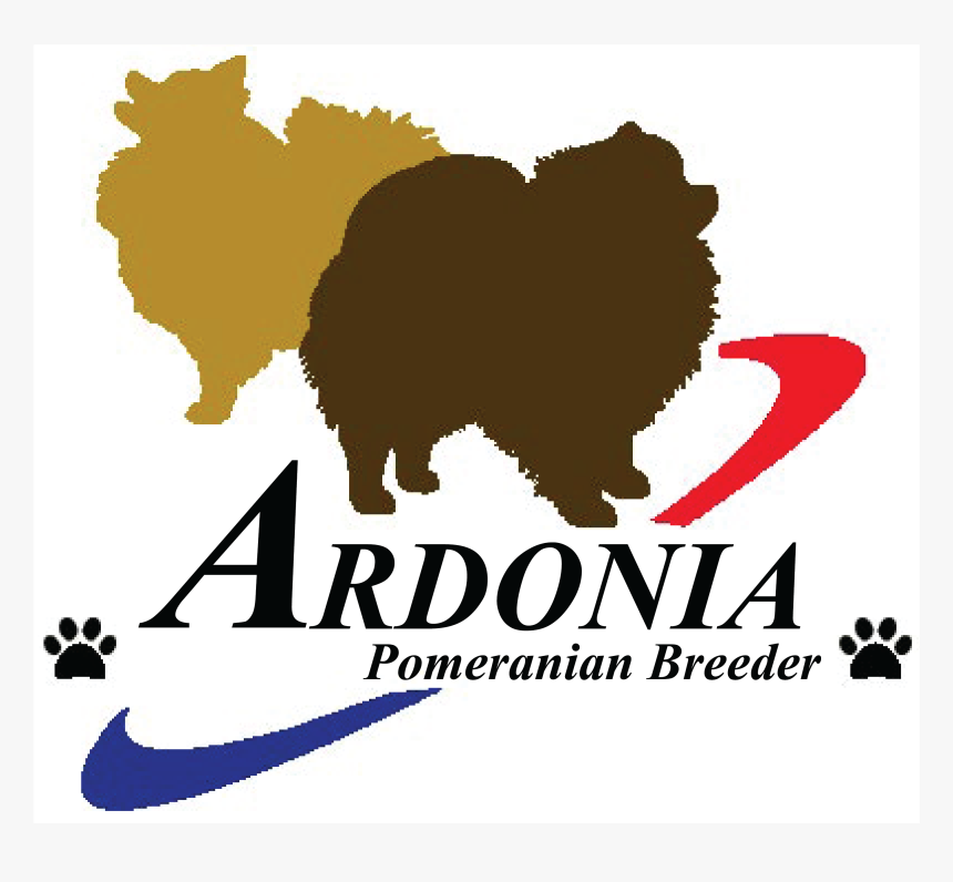 Pomeranian, HD Png Download